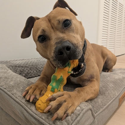 DYNA - Mixed Breed, Medium (up to 44 lbs fully grown) / Mix available for adoption