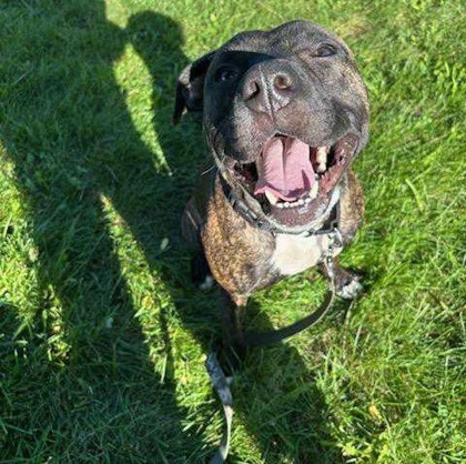 POGO - Mixed Breed, Large (over 44 lbs fully grown) / Mix available for adoption