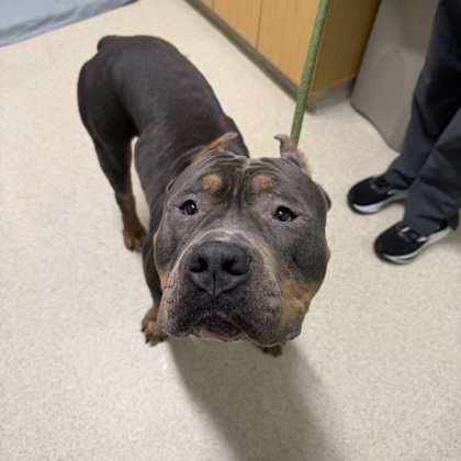 AZUL - Mixed Breed, Medium (up to 44 lbs fully grown) / Mix available for adoption