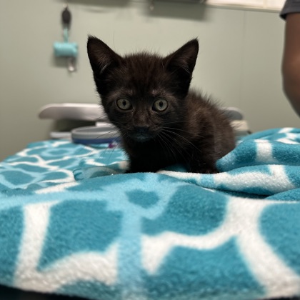 CACHE - Domestic Shorthair / Mix available for adoption