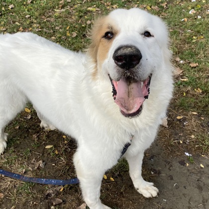 HARVEY - Mixed Breed, Large (over 44 lbs fully grown) / Mix available for adoption