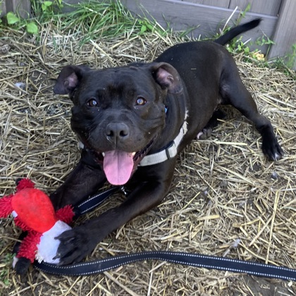 MOONLIGHT - Mixed Breed, Medium (up to 44 lbs fully grown) / Mix available for adoption
