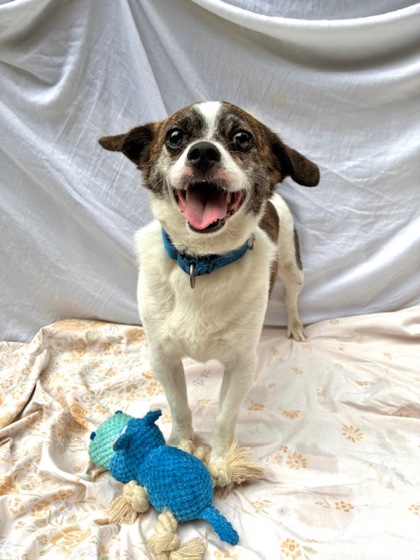 Basilisk, Chihuahua - Smooth Coated mix