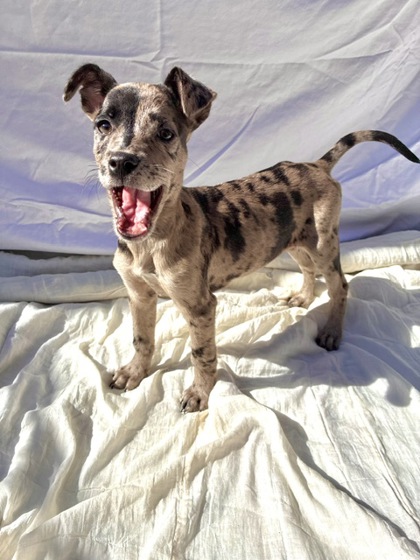 Kimchi, Catahoula Leopard Hound mix