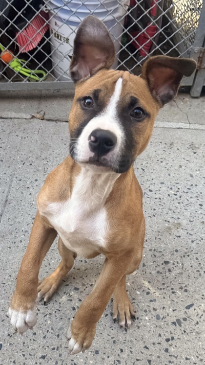 Fluffernutter, Boxer mix