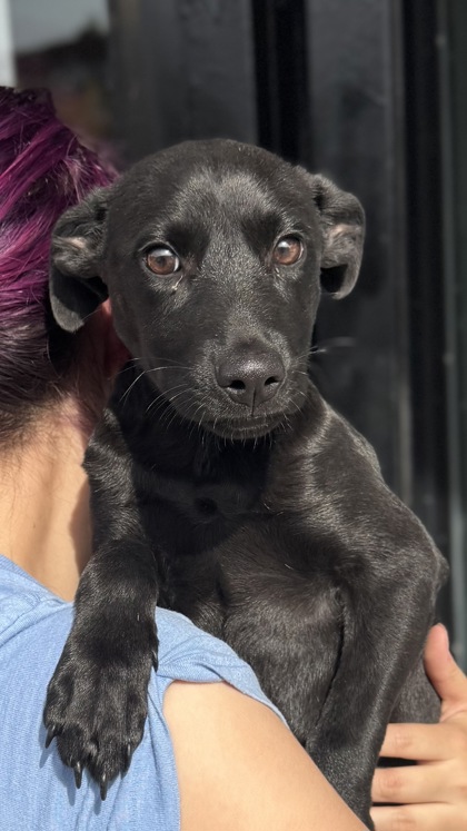 Finn, Labrador Retriever mix
