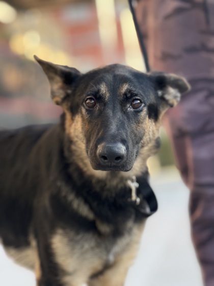 BettyBop, German Shepherd Dog mix
