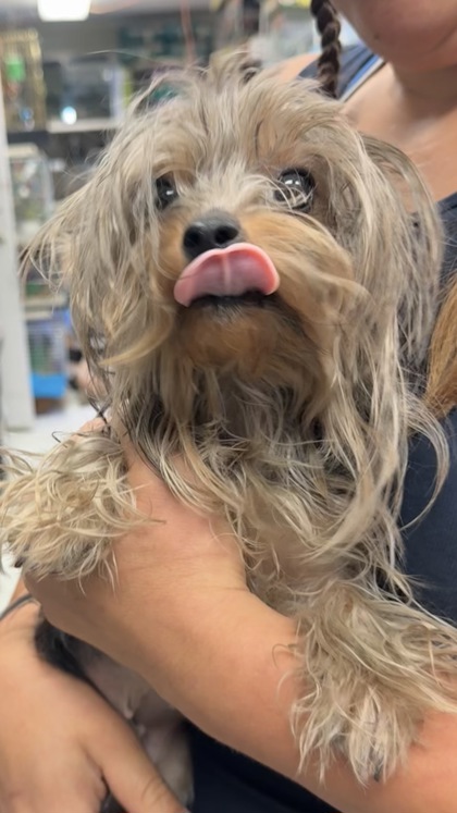 Abraxos, Yorkshire Terrier mix