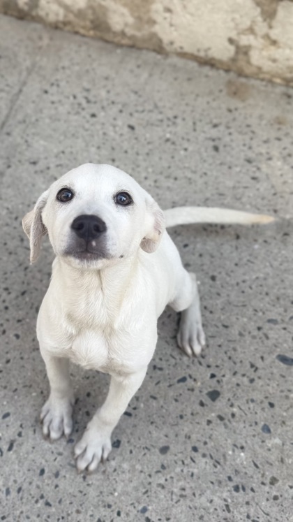 Miles, Labrador Retriever mix