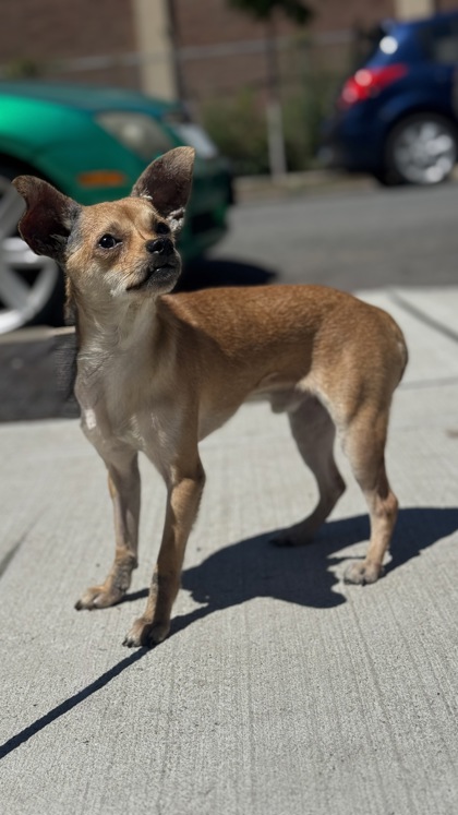 Canelo