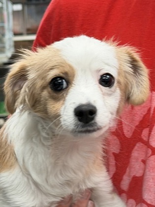 Taffy, Chihuahua - Long Haired mix