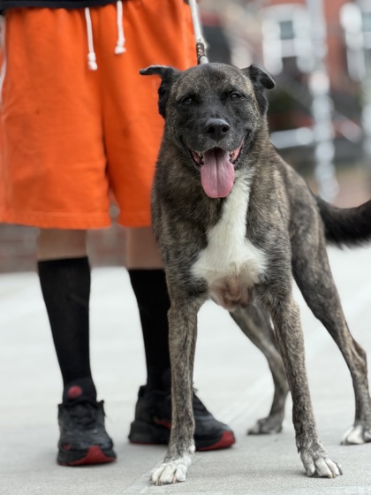 Chomper, German Shepherd Dog mix