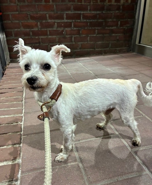 Banjo, Maltese mix
