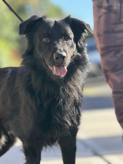 Duke, Border Collie mix