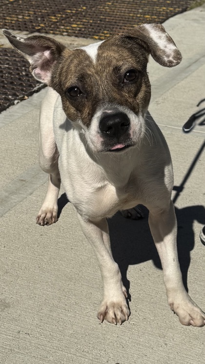 Gretchen, Terrier mix