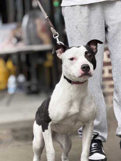 Joy, American Pit Bull Terrier mix