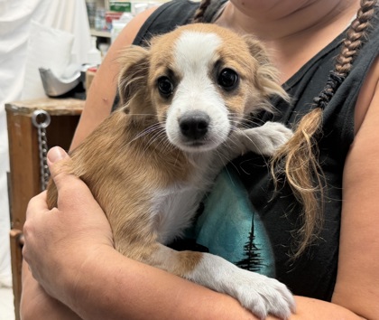 Skittles, Chihuahua - Long Haired mix