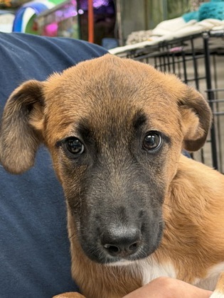Trixie, German Shepherd Dog mix