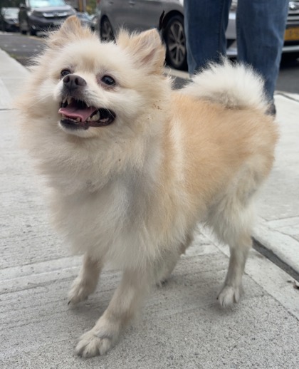 Benny, Pomeranian mix