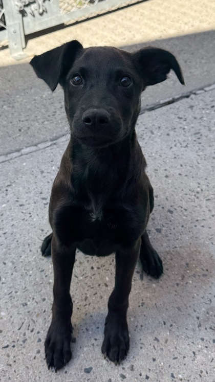 Francesco, Labrador Retriever mix