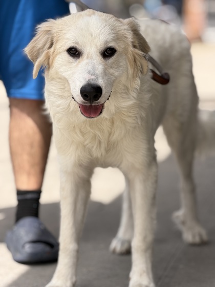 Samsung, Great Pyrenees mix