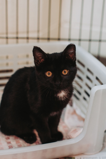 07576B SILLY SALLY - Domestic Shorthair / Mix available for adoption