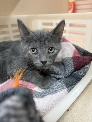 96337A KREACHER - Domestic Shorthair / Mix available for adoption