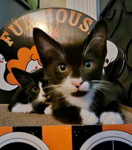 96856A BINX- PETCO NORTH CHARLESTON - Domestic Shorthair / Mix available for adoption