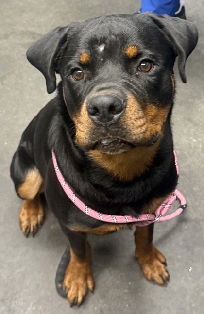 07646B GOOBS - Rottweiler / Mix available for adoption