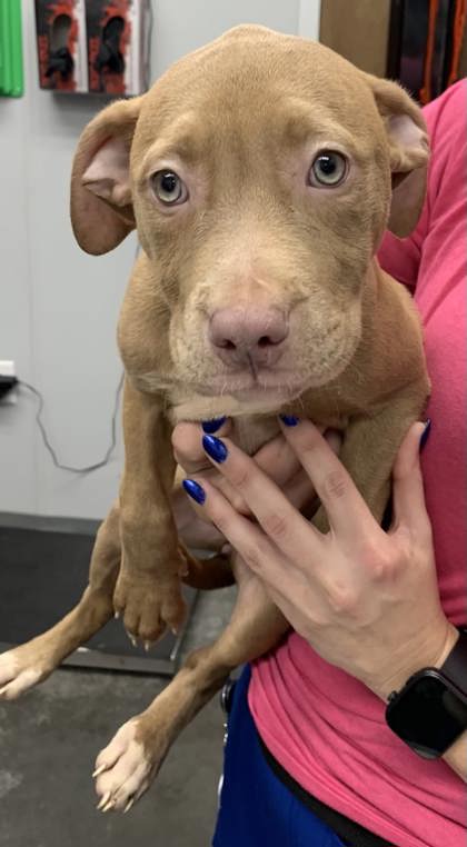 3021B Cherry Pie photo