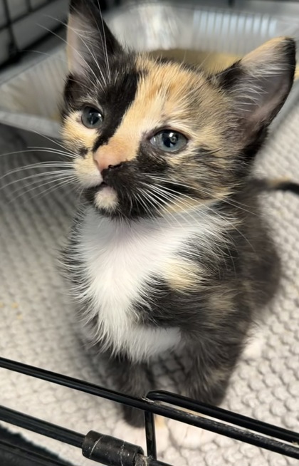 07876B MAPLE - Domestic Shorthair / Mix available for adoption
