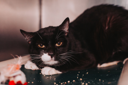 95028A CHIPPY - Domestic Shorthair / Mix available for adoption