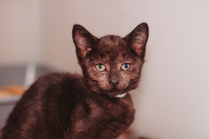 07726B CVS - Domestic Shorthair / Mix available for adoption