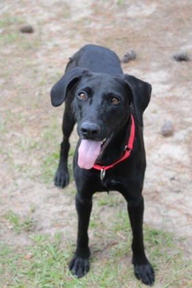 3802B Kellogg Adoption Ambassador photo