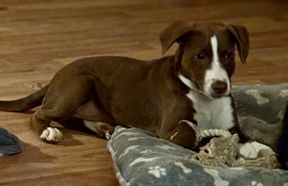 2836B Pen - Adoption Ambassador photo