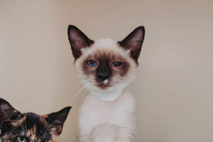 00758B EQUINOX - Siamese / Mix available for adoption