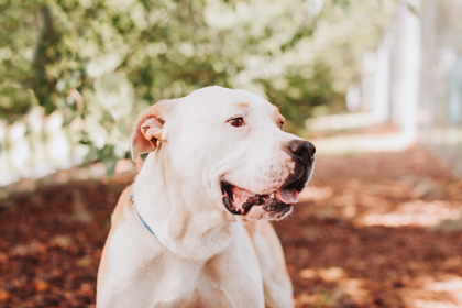 96833A DEACON - American Staffordshire Terrier / Mix available for adoption
