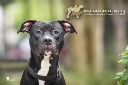 95590A BRUCE - ADOPTION AMBASSADOR - American Staffordshire Terrier / Mix for adoption in Charleston