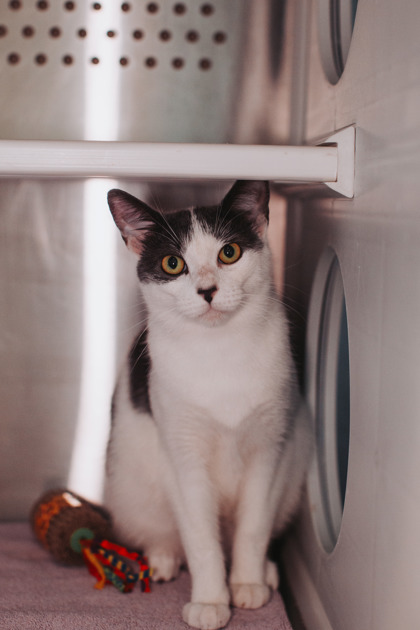 96102A DOLLY - Domestic Shorthair / Mix available for adoption