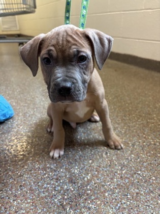 07356B ZUCCHINI - Labrador Retriever / Mix available for adoption