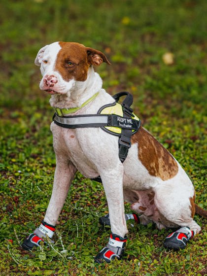 05891B Combo - Adoption Ambassador photo