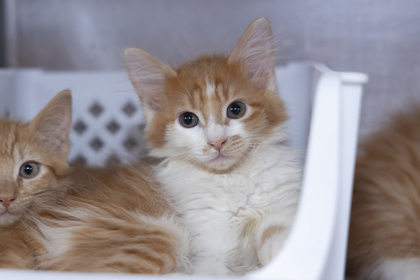 07610B HUEY- PETSMART JAMES ISLAND - Domestic Shorthair / Mix available for adoption