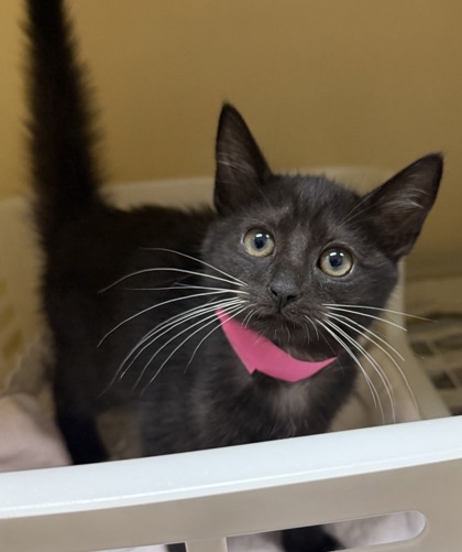 96671A COOKIE - PETSMART JAMES ISLAND - Domestic Shorthair / Mix available for adoption