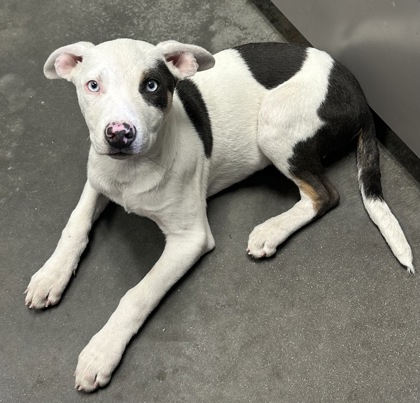 04082B Tristan - Adoption Ambassador photo