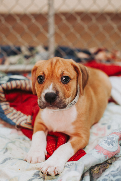 07253B TINA - Hound / Mix available for adoption