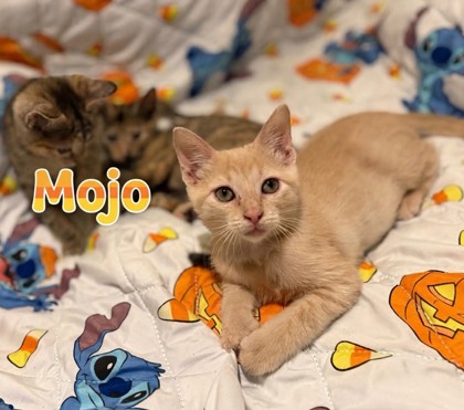 95252a Mojo- PetSmart North Charleston