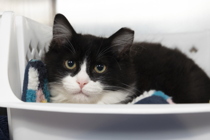 3415B Baylor - Barn Cat photo