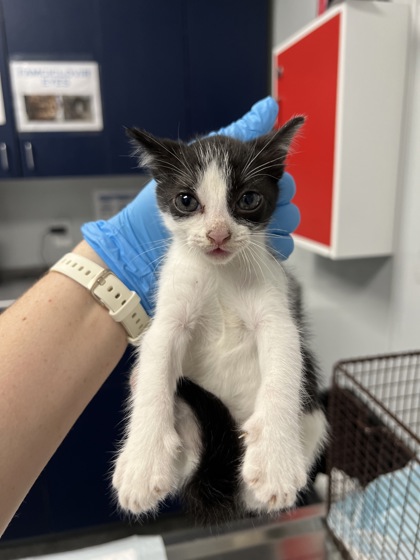 07189B BROOKE - Domestic Shorthair / Mix available for adoption