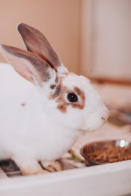 07645B SHREDDER - Rabbit / Rabbit available for adoption
