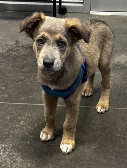 07719B MARS ADOPTION AMBASSADOR - Terrier / Mix available for adoption